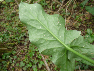 Verso de la feuille. Agrandir dans une nouvelle fenêtre (ou onglet)